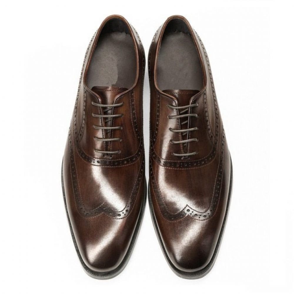 Chaussures Formelles Pour Hommes Habillées À Lacets Cuir Vache Brogue - Café