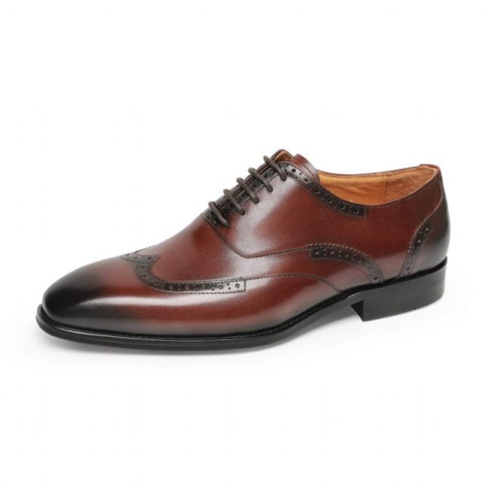 Chaussures Formelles Pour Hommes À Lacets Classiques Cuir Exotique - Café